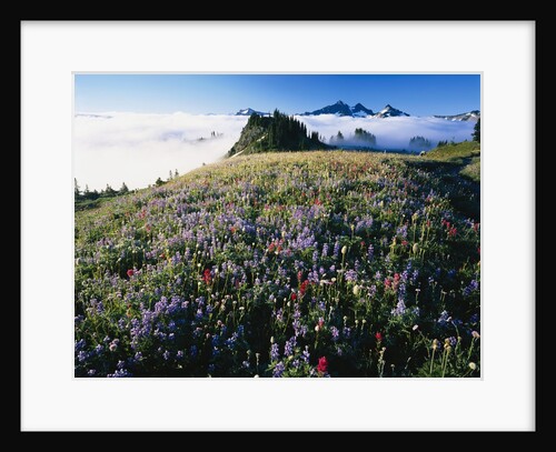 Alpine Meadow by Anonymous