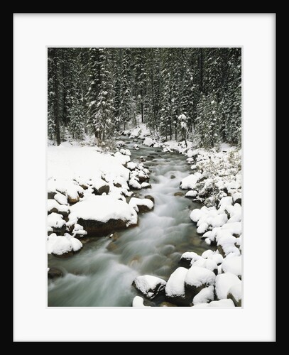 Creek Winding Way Through Forest by Anonymous