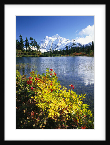 Flowers Growing at Edge of Mountain Lake by Anonymous