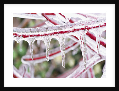 Icicles Hanging from Frozen Plant Stem by Anonymous