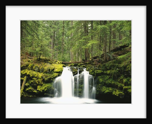Waterfall Hiding in Lush Forest by Anonymous