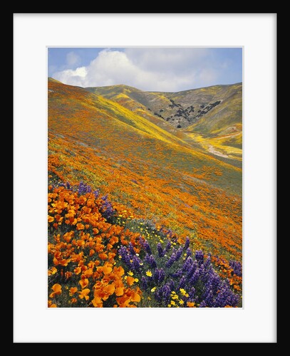 Hillside Wildflowers in Bloom by Anonymous