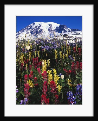 Wildflowers Blooming in Meadow by Anonymous