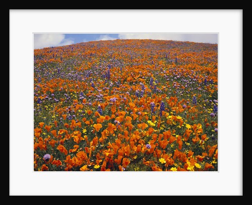 Blooming Wildflowers by Anonymous