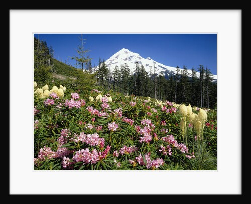 Rhododendrons Blooming at Mt. Hood by Anonymous