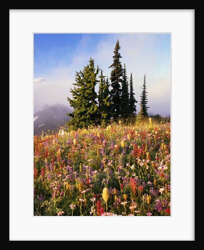 Evergreens and Blooming Wildflowers by Anonymous