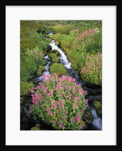 Blooming Wildflowers Surrounding Creek by Anonymous