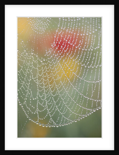 Spider Web Bathed in Drops of Dew by Anonymous