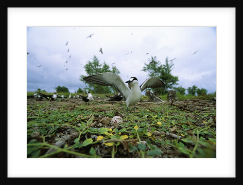 Sooty Tern Protecting Egg by Anonymous