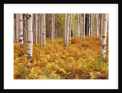 Aspen Forest in Golden Colored Ferns by Anonymous