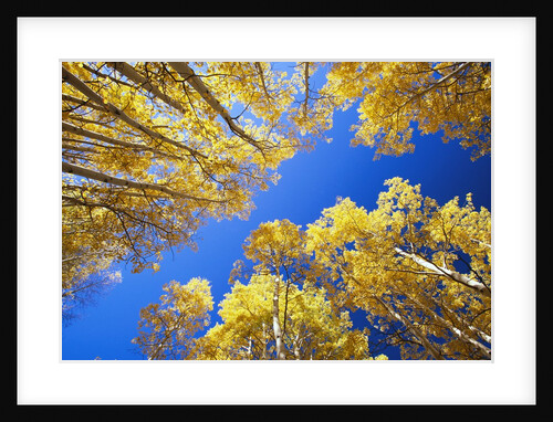 Aspen Trees Against Blue Sky by Anonymous