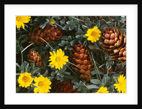 Arrangement of Flowers and Pine Cones by Anonymous
