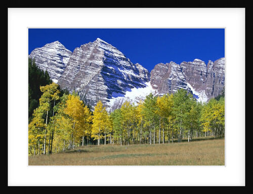 Aspen Trees Before Maroon Peaks by Anonymous