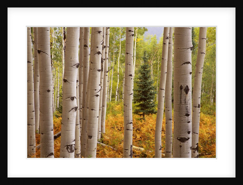 Aspen Forest by Anonymous