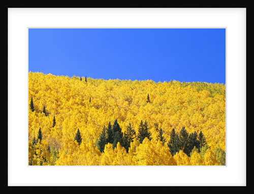 Aspen Trees on Mountainside by Anonymous