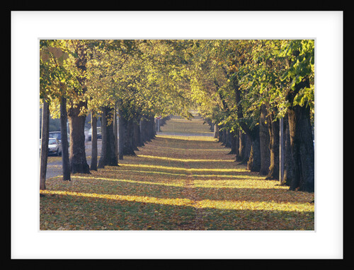 Fallen Leaves on Ground Between Rows of Trees by Anonymous