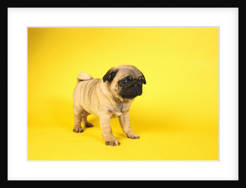 Pug Puppy by Anonymous