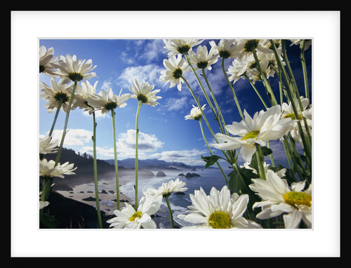Wildflowers in Bloom Along Coastline by Anonymous