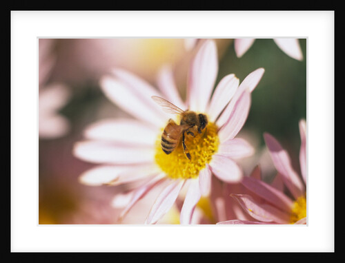 Bee Hovering at Flower by Anonymous