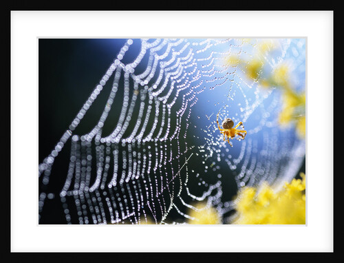Spider on Dew-Covered Web by Anonymous