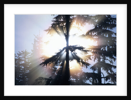 Sunlight Shining Through Trees in Forest by Anonymous