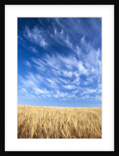Wispy Clouds Swirling over Wheat Field by Anonymous