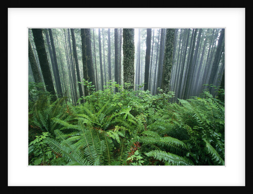 Fog Settling on Lush Rainforest by Anonymous