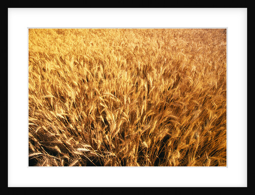 Wheat Crop Growing in Field by Anonymous