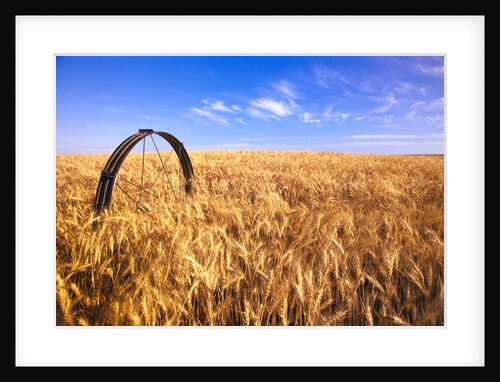 Wheat Crop Growing in Field by Anonymous