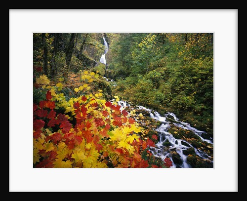 Waterfall Running Through Forest in Autumn by Anonymous