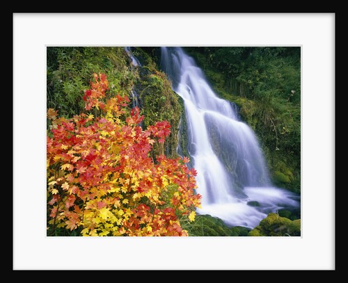 Autumn Leaves by Rushing Waterfall by Anonymous