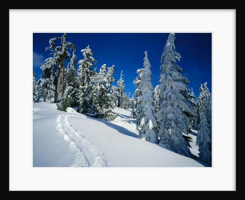 Snowshoe Tracks in Snowy Field by Anonymous