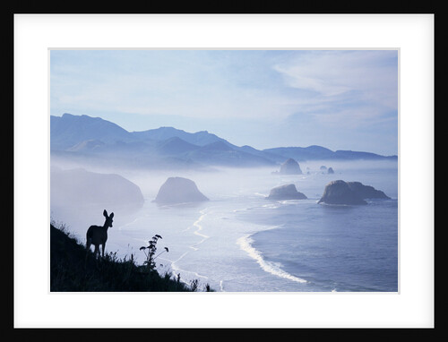 Deer on Hillside at Ecola State Park by Anonymous