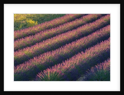 Rows of Lavender Growing in Field by Anonymous