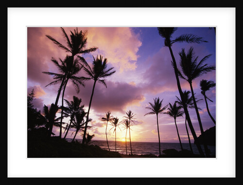 Palm Trees on Beach at Sunrise by Anonymous