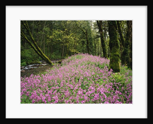 Wildflowers Blooming Beside Creek in Forest by Anonymous