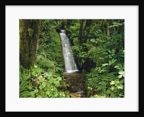 Waterfall in Lush Forest by Anonymous