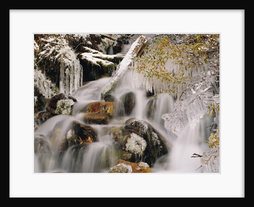 Trees Covered in Ice by Cascade by Anonymous