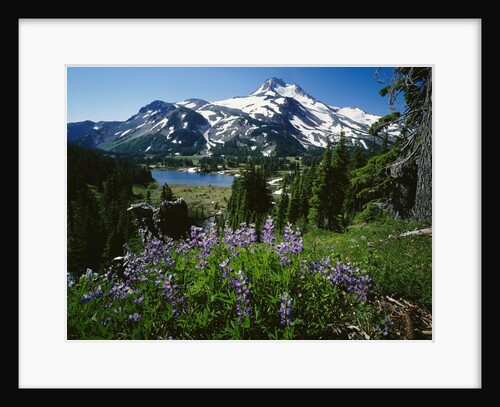 Wildflowers in Bloom by Snow-Capped Mountain by Anonymous