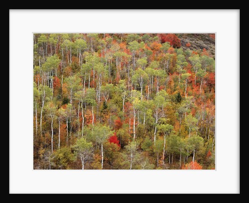Aspen Trees in Grand Teton National Park by Anonymous
