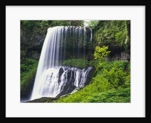 Middle North Falls Surrounded by Plants by Anonymous