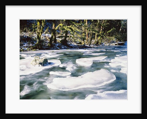 Ice Covering Rocks in Tanner Creek by Anonymous