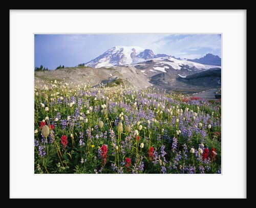Wildflowers in Bloom by Mount Rainier by Anonymous
