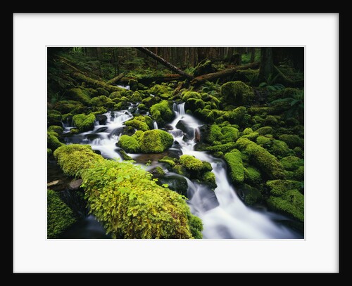Moss Blanketing Rocks in Olympic National Park by Anonymous