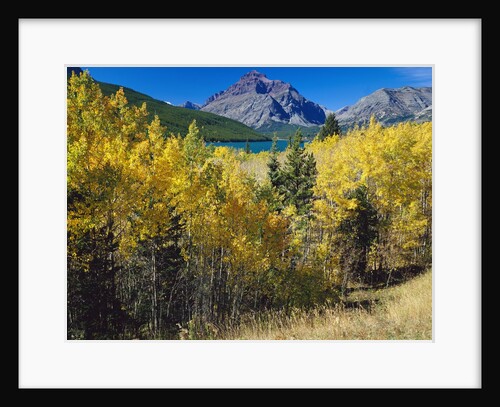 Autumn Trees in Glacier National Park by Anonymous
