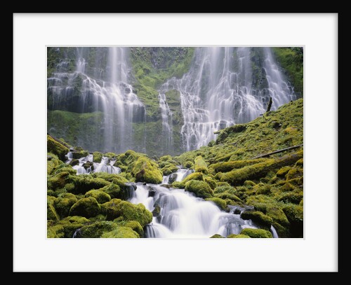 Moss-Covered Rocks in Proxy Falls by Anonymous