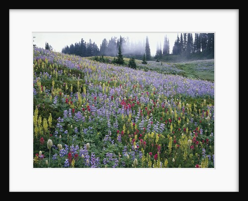 Wildflowers in Bloom on Mount Rainier by Anonymous