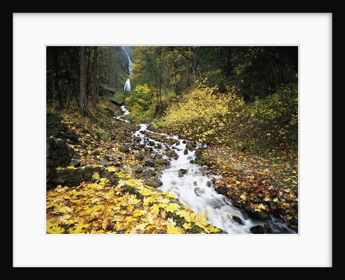 Autumn Leaves next to Wahkeena Falls by Anonymous