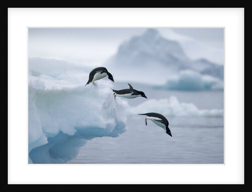 Adelie Penguins Jumping into Ocean by Anonymous