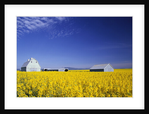 Spring Canola Crop by Anonymous